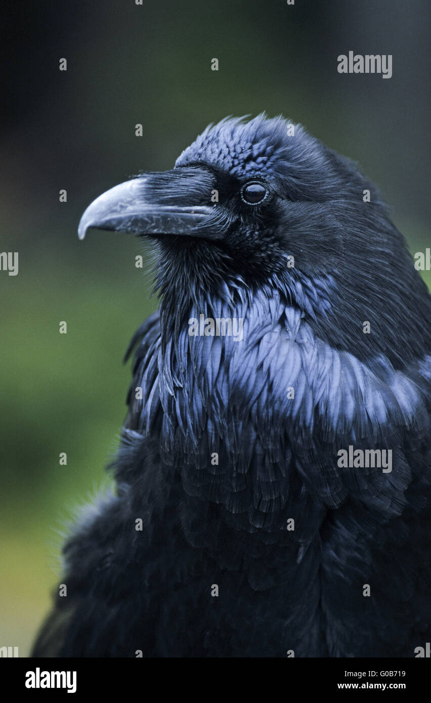 Grand corbeau portrait d'un oiseau adulte Banque D'Images