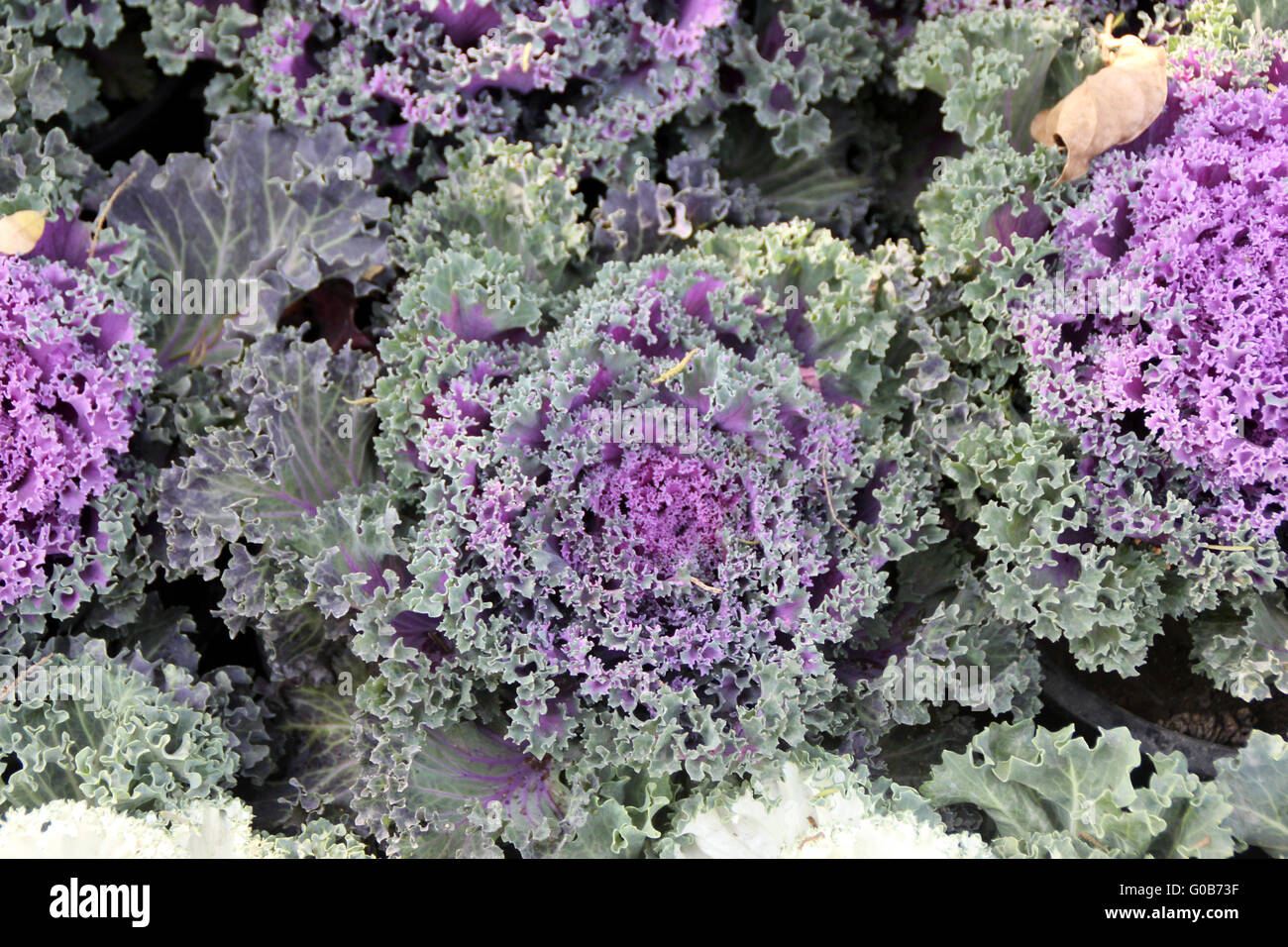 Chou d'ornement, Brassica oleracea var. sabellica, ornementales herbe avec fermer tête de feuilles de couleurs différentes, la marge bouclés Banque D'Images