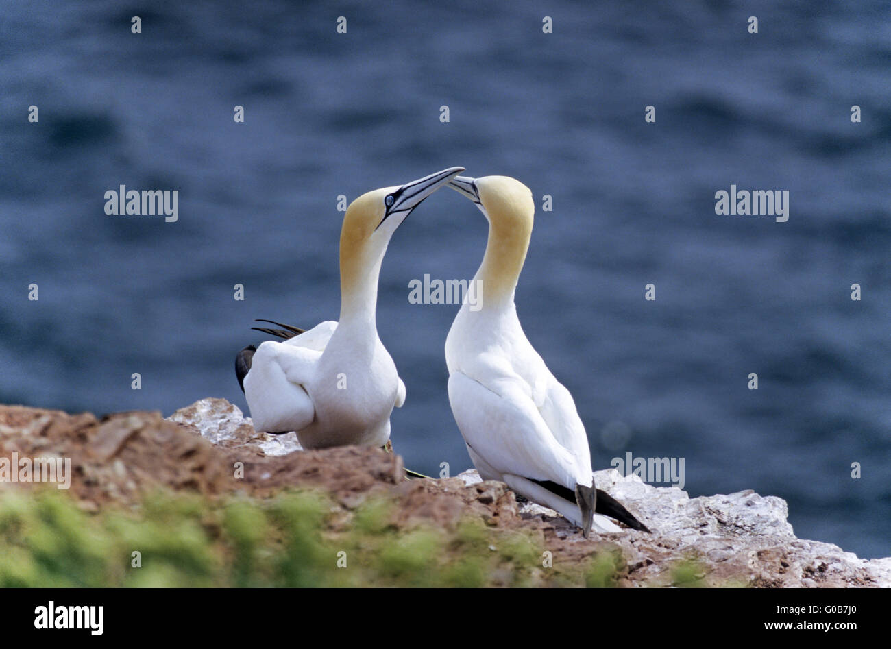 Paire de Bassan effectuer la parade nuptiale Banque D'Images