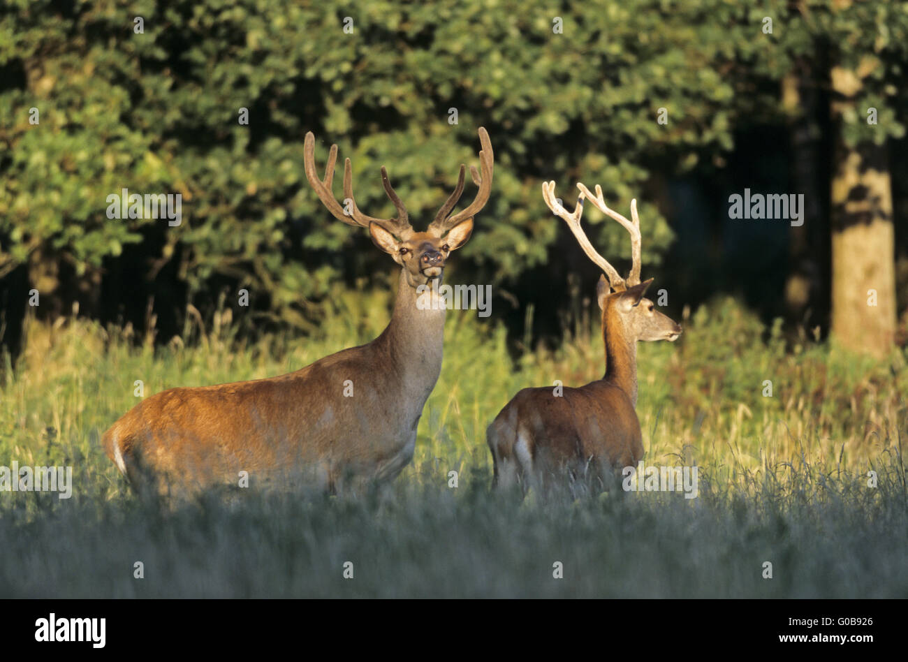 Red Deer stags avec velours-couverts d'andouiller Banque D'Images