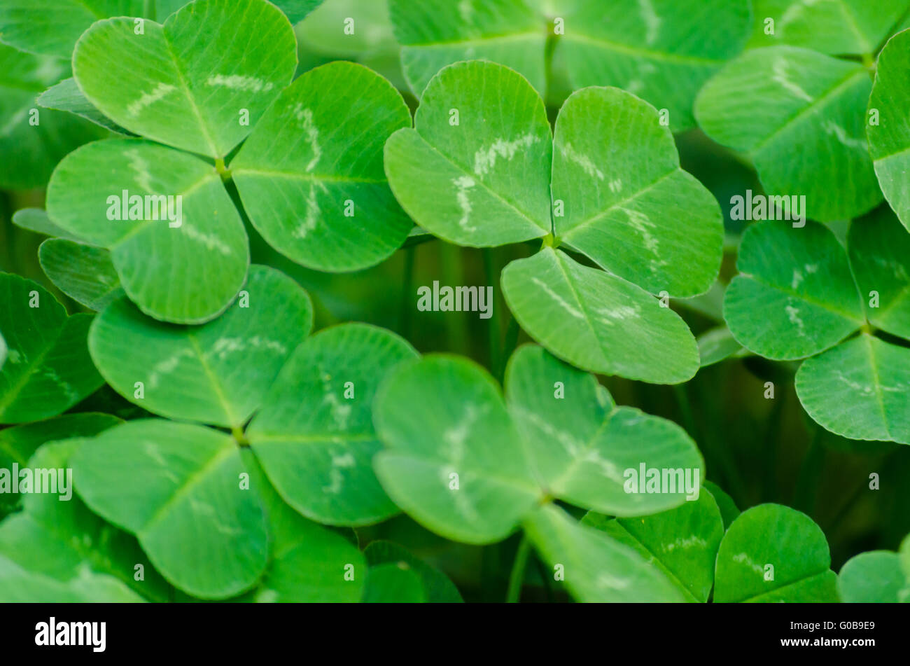 Tapis de vert trois-leaf clover couvrir un pré Banque D'Images