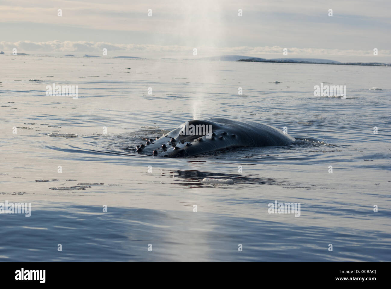 Une baleine à bosse dans l'océan du Sud-6. Banque D'Images