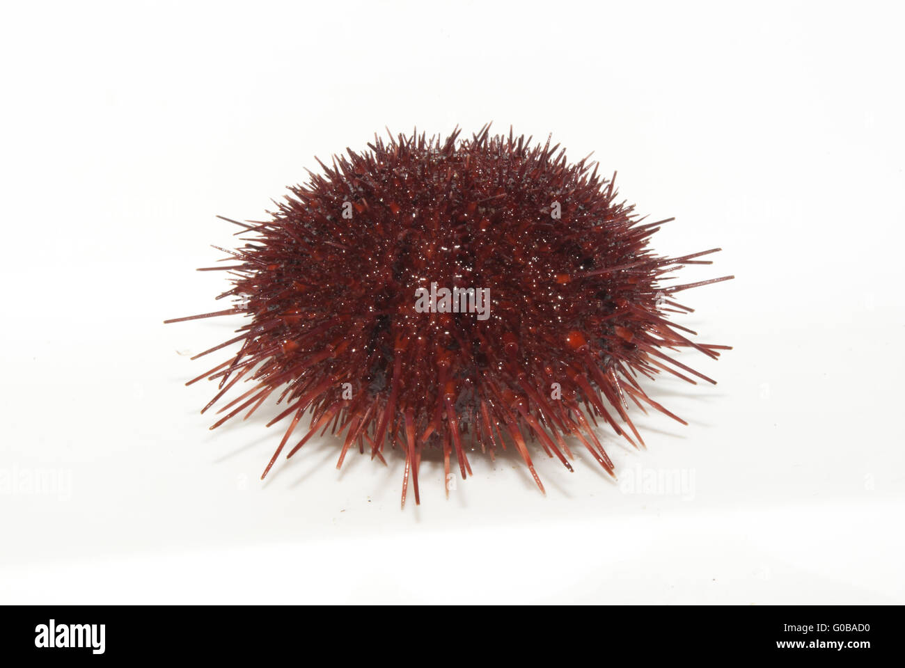 Le sea urchin. Banque D'Images