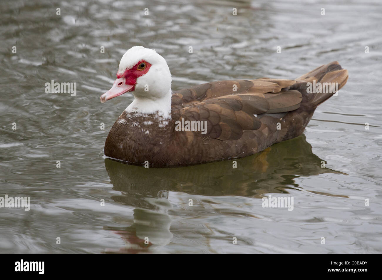 Le mâle canard musqué (Carina moschata)-1. Banque D'Images