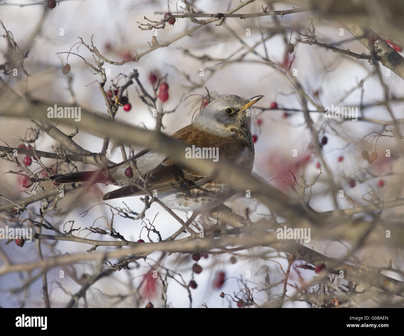 Blackbird Fieldfare assis dans un buisson d'aubépine. Banque D'Images