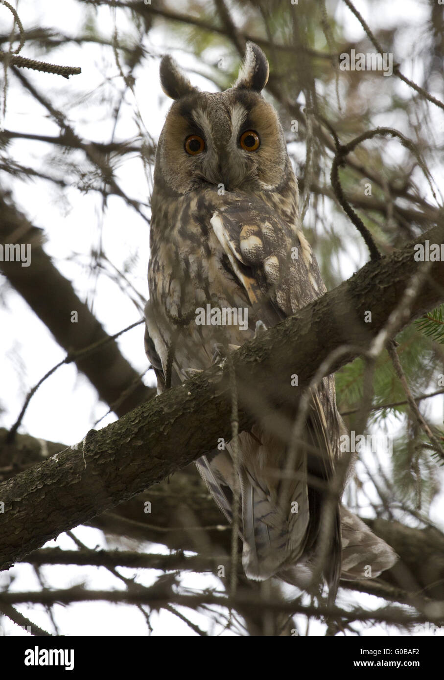 Long-eared Owl assis sur un arbre. Banque D'Images