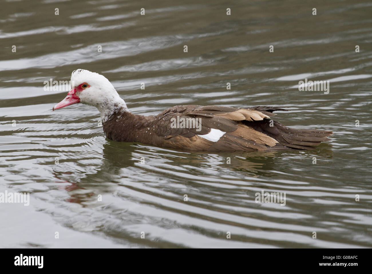 Le mâle canard musqué (Carina moschata)-2. Banque D'Images