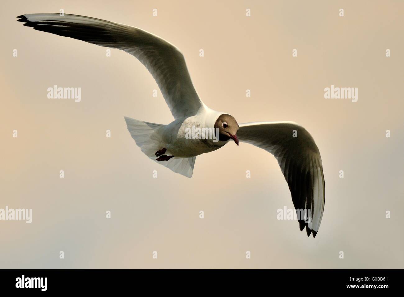 Mouette à tête noire Banque D'Images