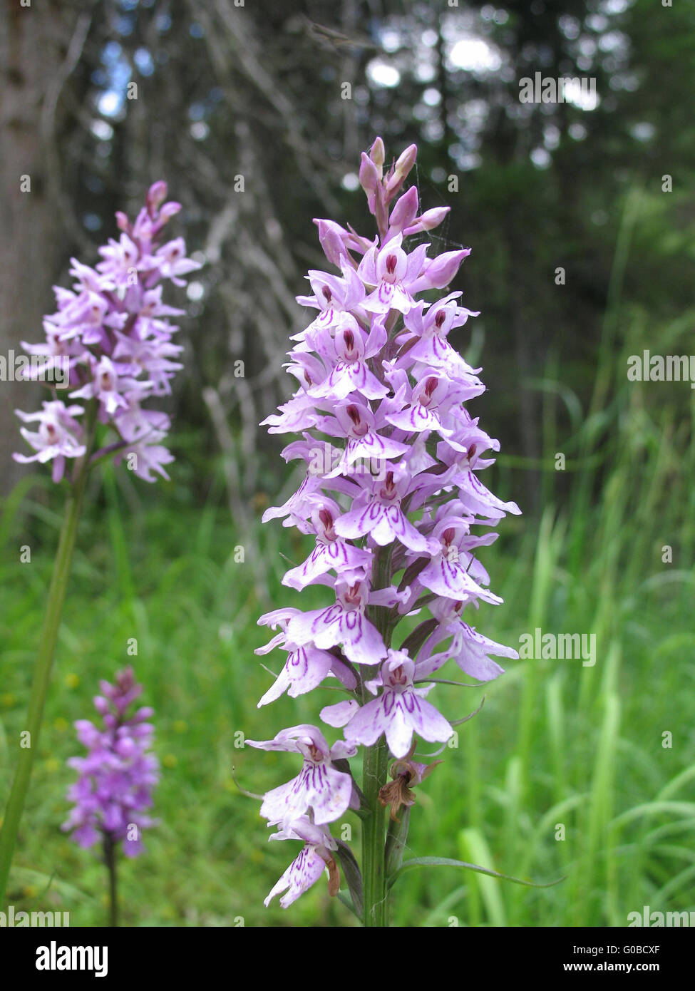 Heath Spotted Orchid Banque D'Images