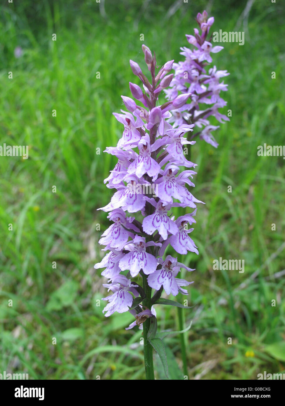 Heath Spotted Orchid Banque D'Images