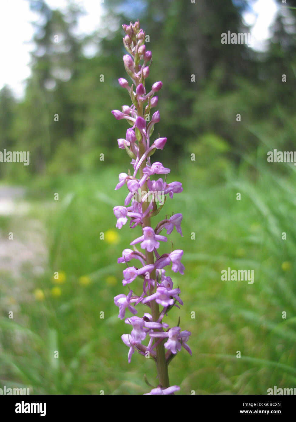 orchidée des marais Banque D'Images