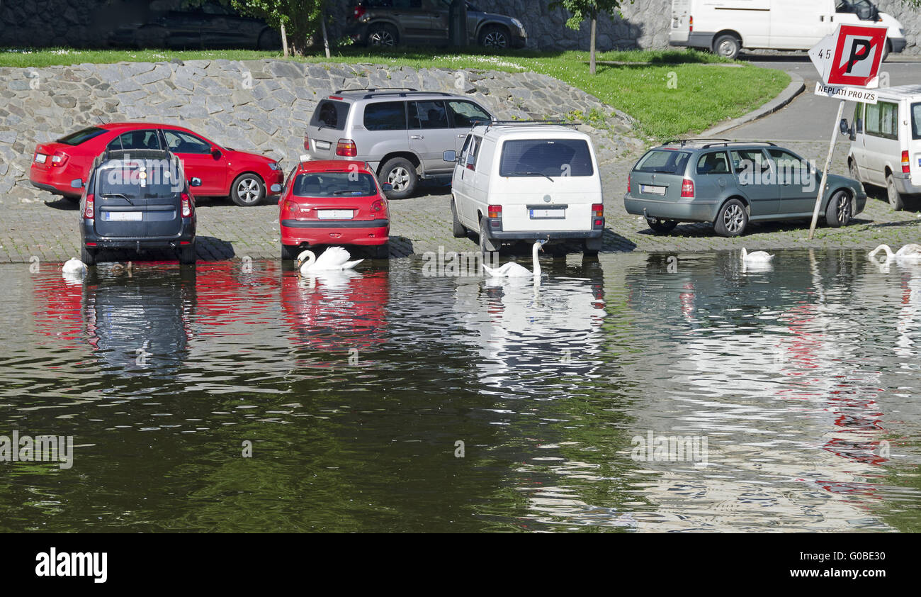Parking à la Vltava avec cygnes blancs Banque D'Images