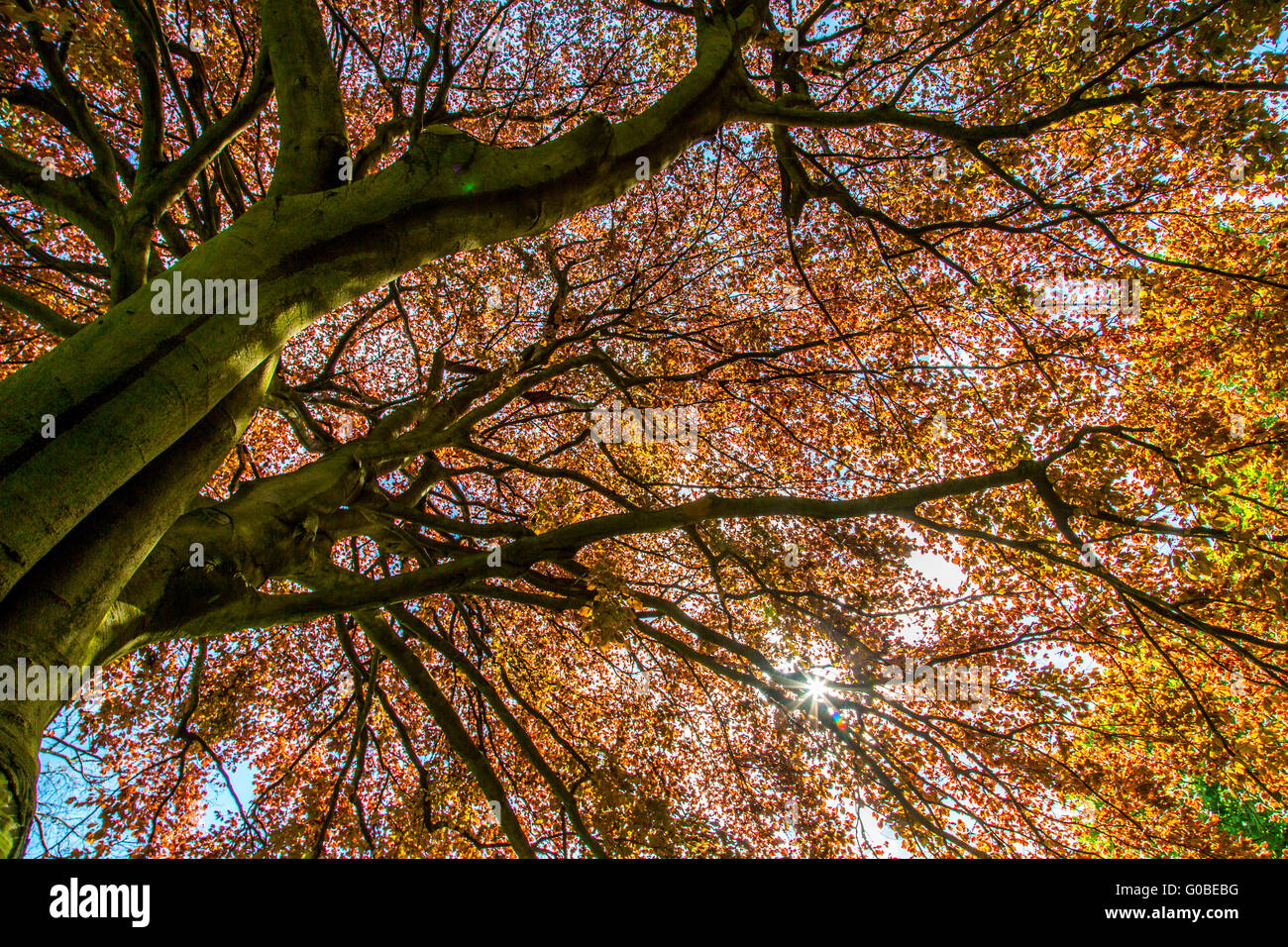 Grand copper beech, Fagus sylvatica, Allemagne Banque D'Images