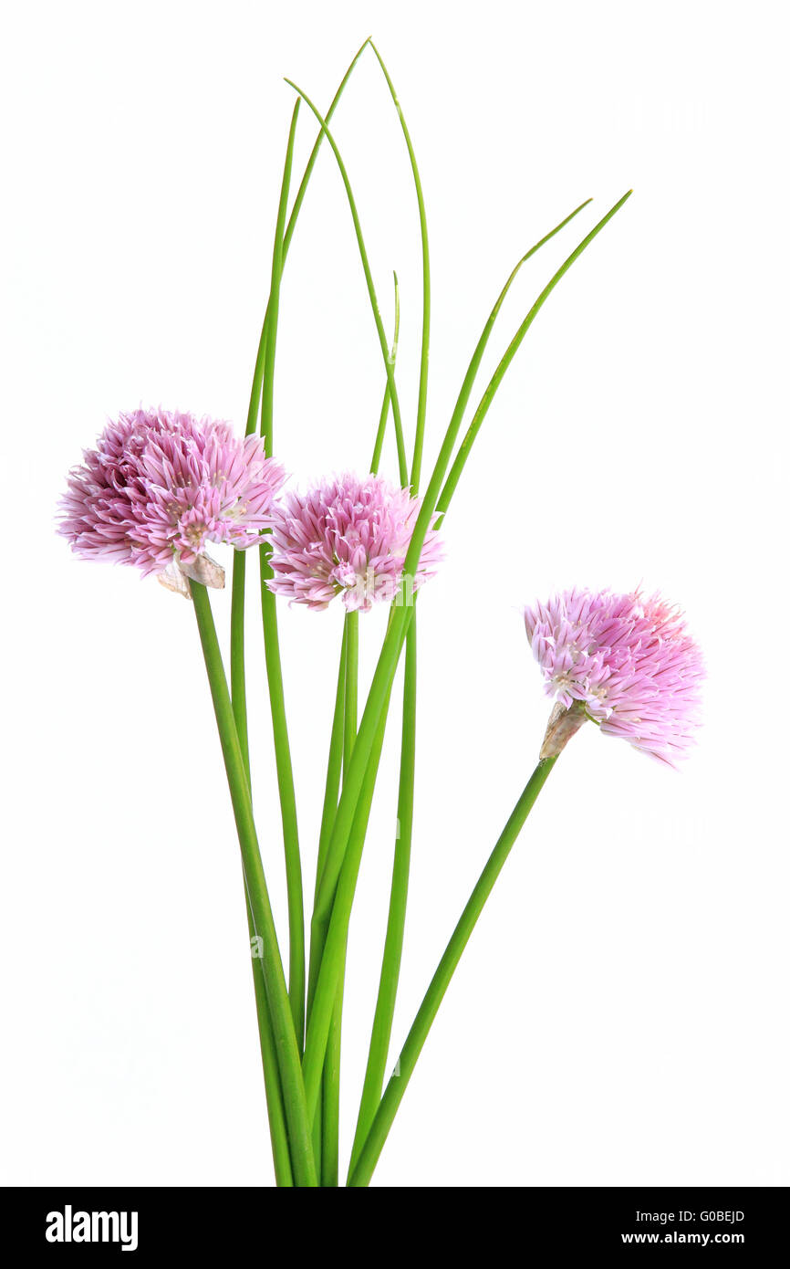 Avec des fleurs de ciboulette (Allium schoenoprasum) Banque D'Images