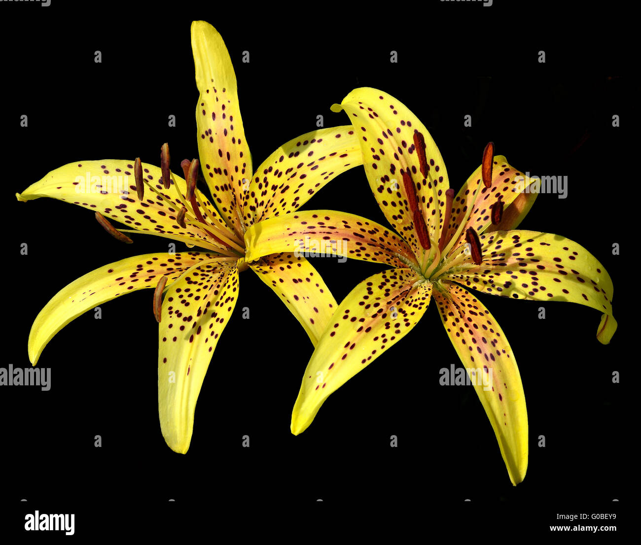 Le lis tigré jaune sur noir Banque D'Images