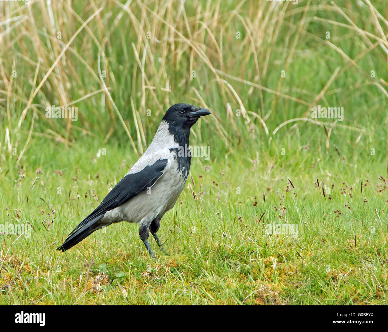 Des profils Hooded Crow montrant plumage noir et gris pâle Banque D'Images