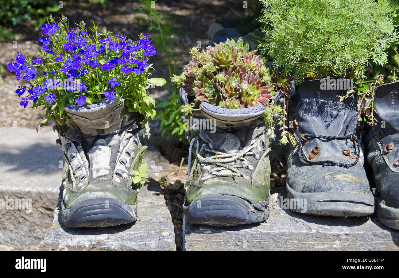 La floraison des plantes à fleurs dans le vieux bottes de marche Banque D'Images