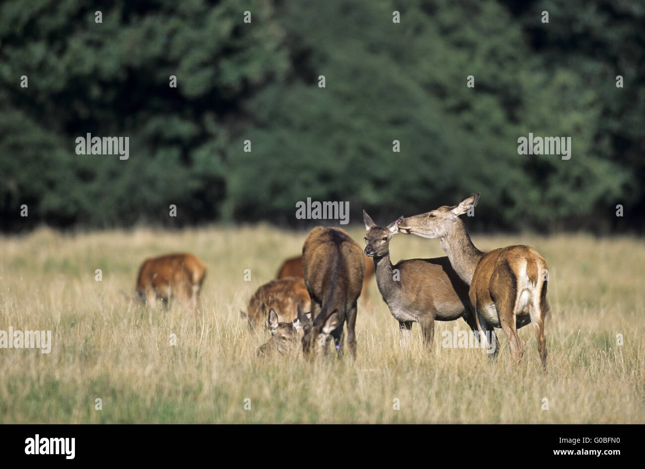 Red Deer soins postérieurs son veau sur une prairie forêt Banque D'Images