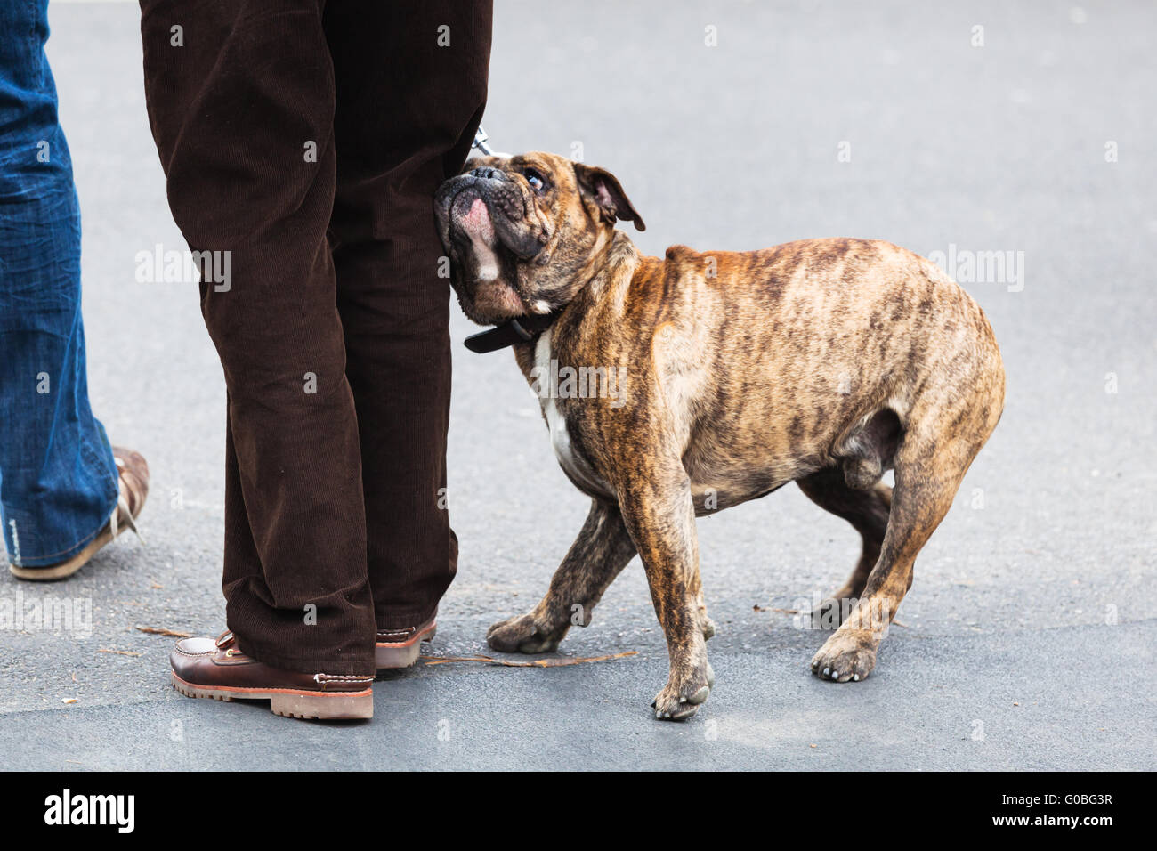 Boxer Homme avec un chien à la laisse Banque D'Images