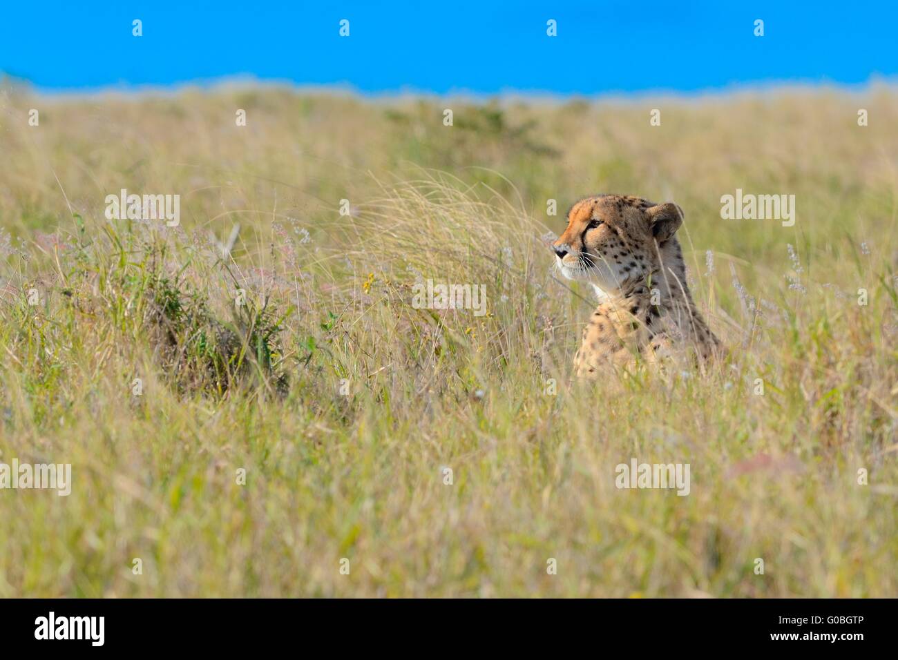 Le Guépard (Acinonyx jubatus), assis dans l'herbe haute, regarder les environs, le Parc National de Addo, Eastern Cape, Afrique du Sud, l'Afrique Banque D'Images