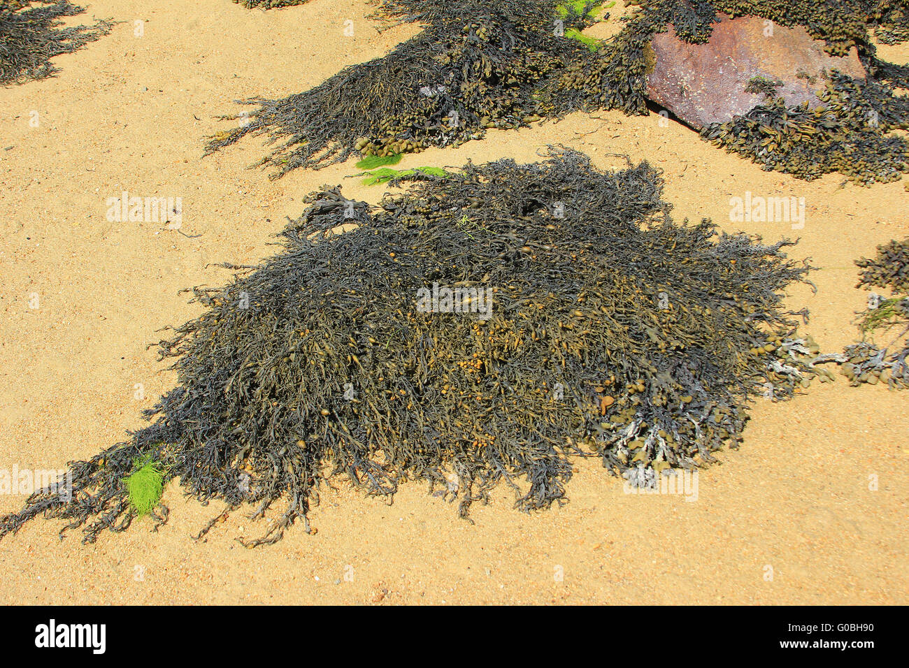 Algues brunes à la plage Banque D'Images