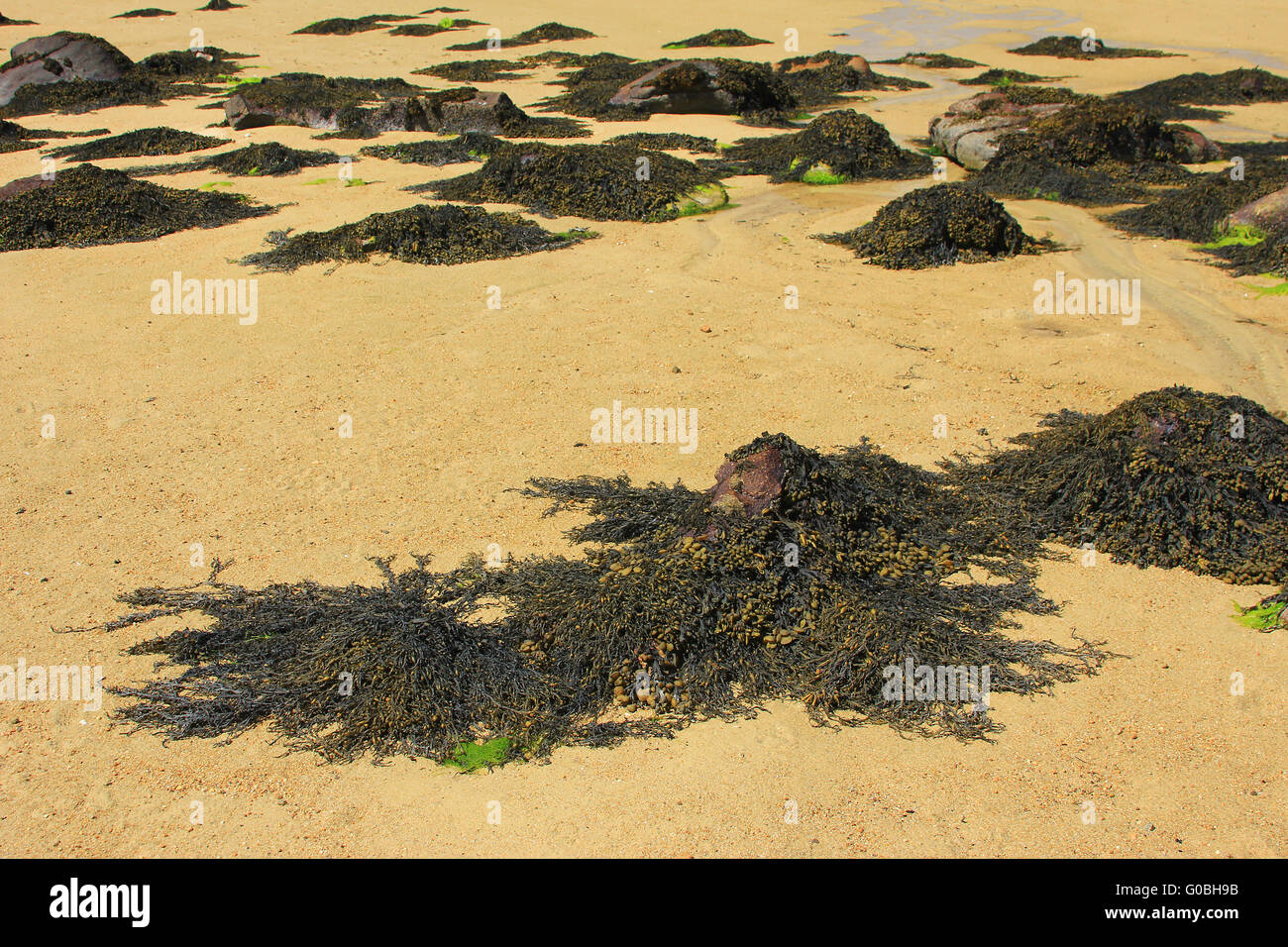Algues brunes à la plage Banque D'Images