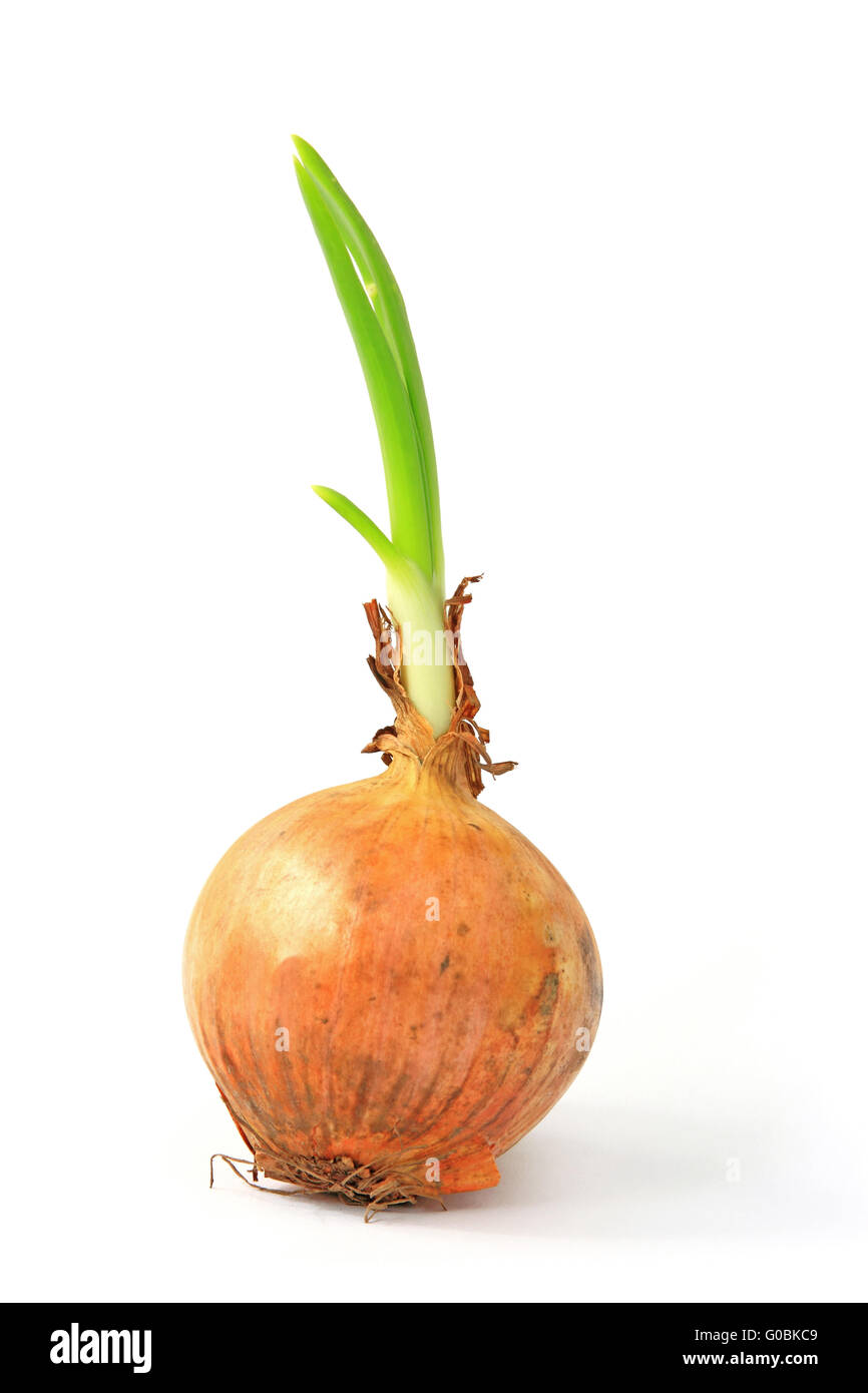 Pousser l'oignon (Allium cepa) Banque D'Images