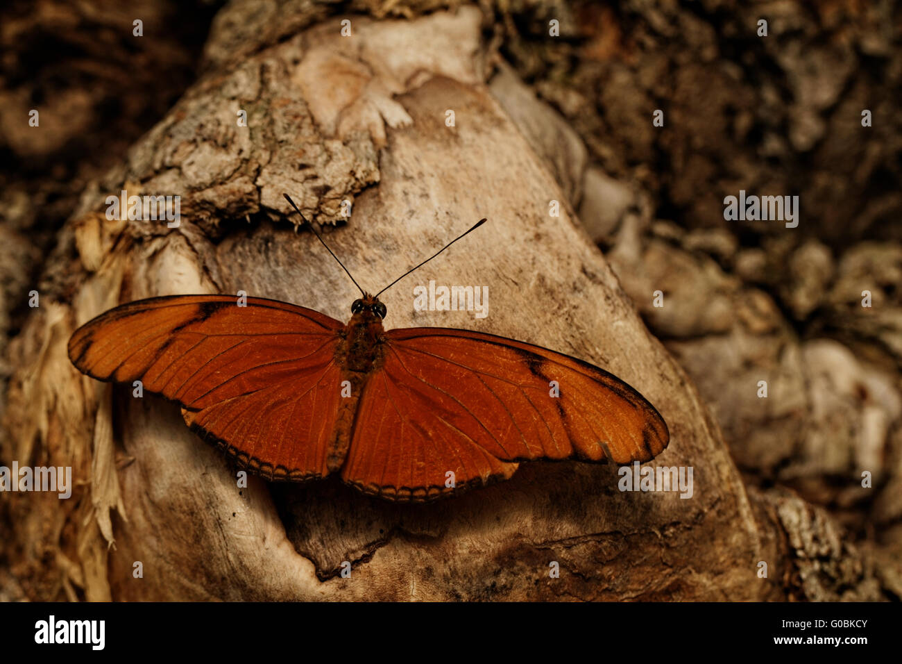 Photo d'un beau papillon coloré au travail Banque D'Images