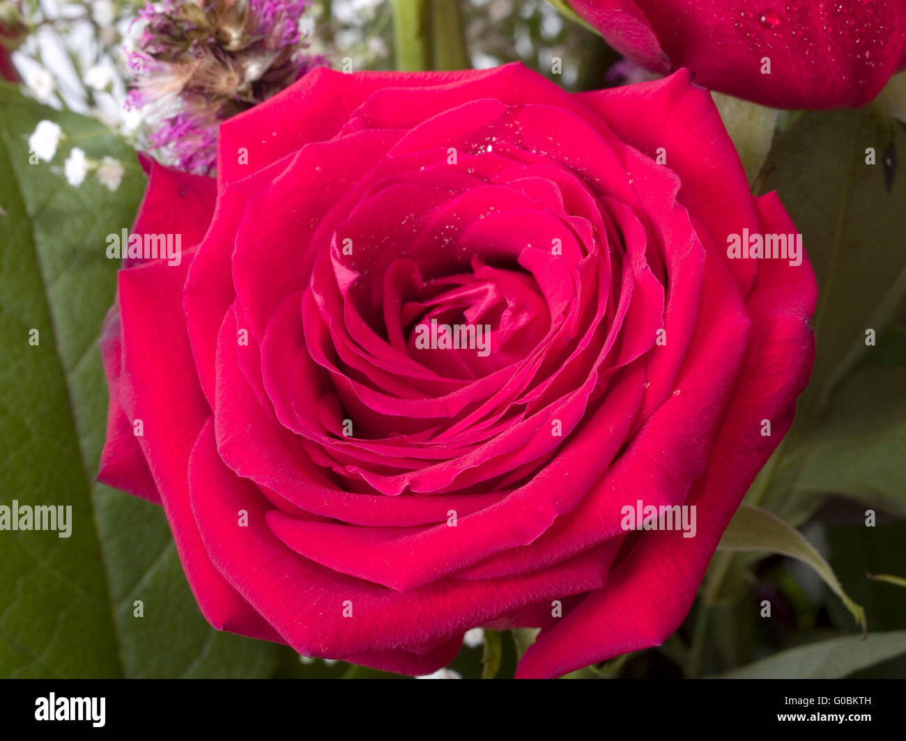 Seul Gros Plan De Bouquet De Rose Avec L Haleine De Bebe Photo Stock Alamy