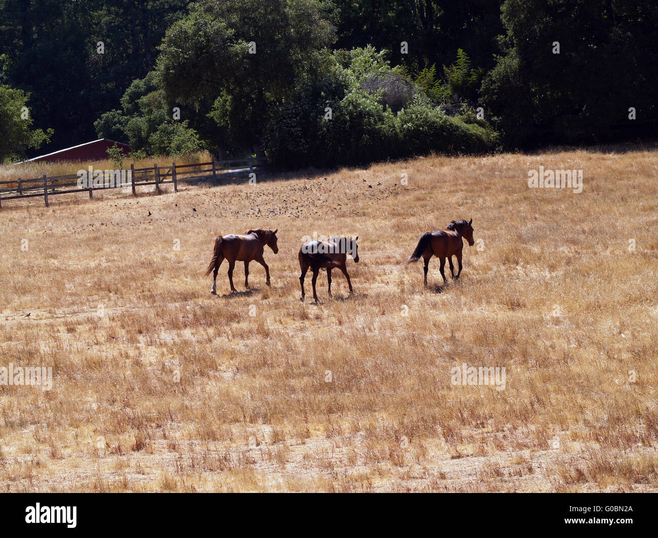 Trois chevaux Morgan sur ranch à partir de trot loin Banque D'Images