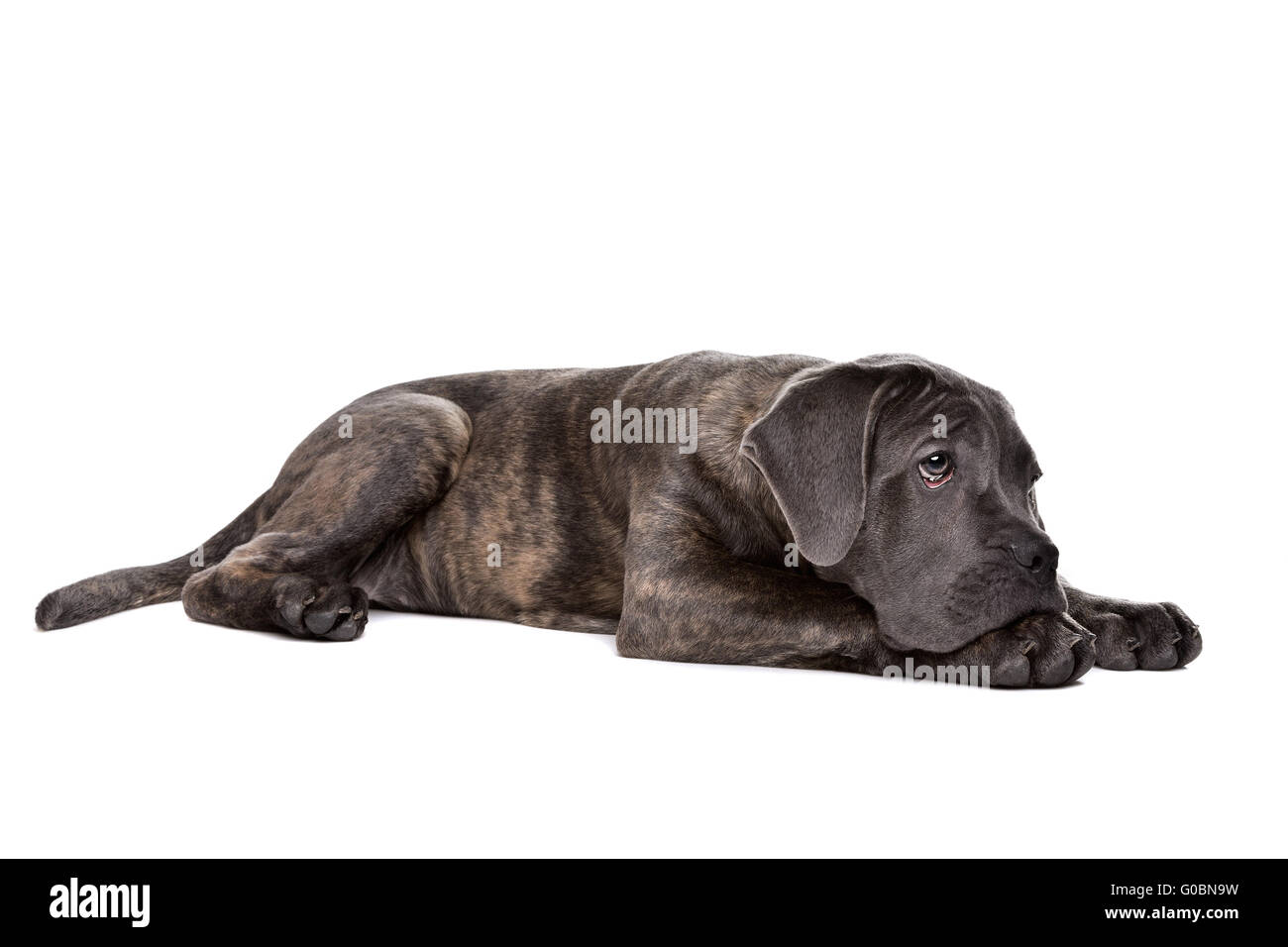 Chien chiot cane corso gris Banque D'Images