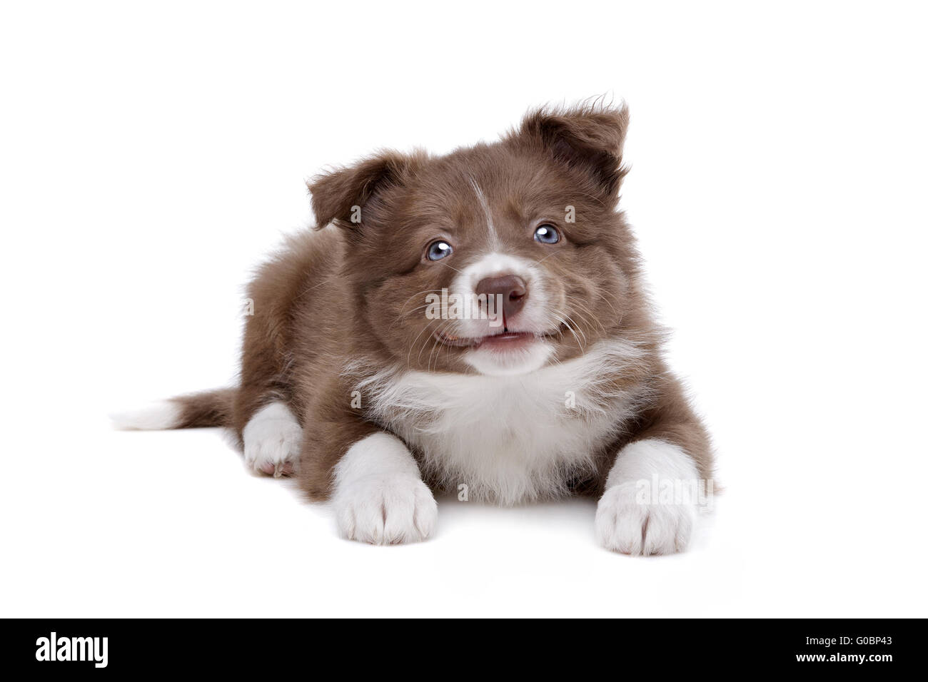 Border Collie puppy dog devant un fond blanc Banque D'Images