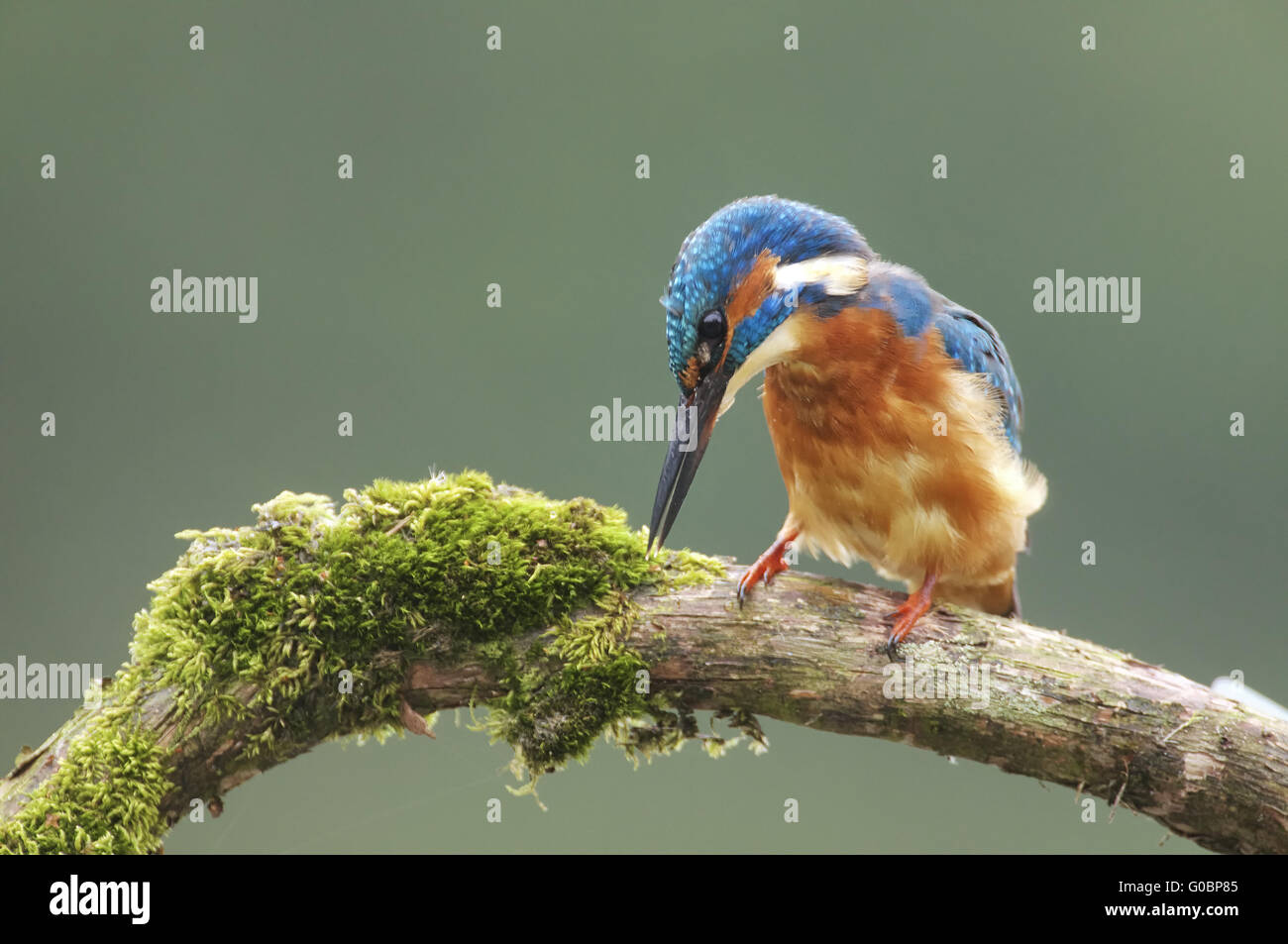 Kingfisher commun Banque D'Images
