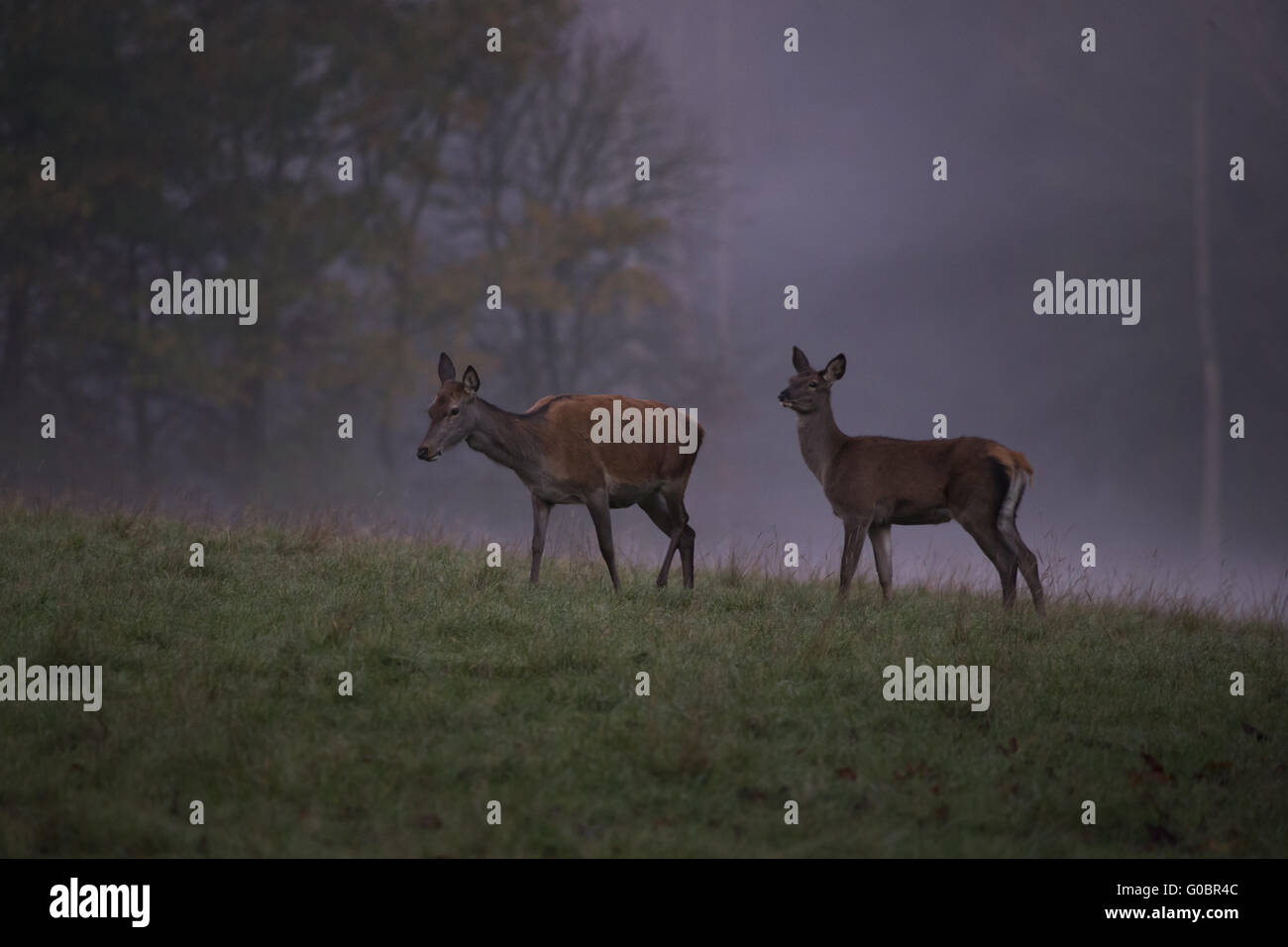 Red Deer dans le brouillard du matin Banque D'Images