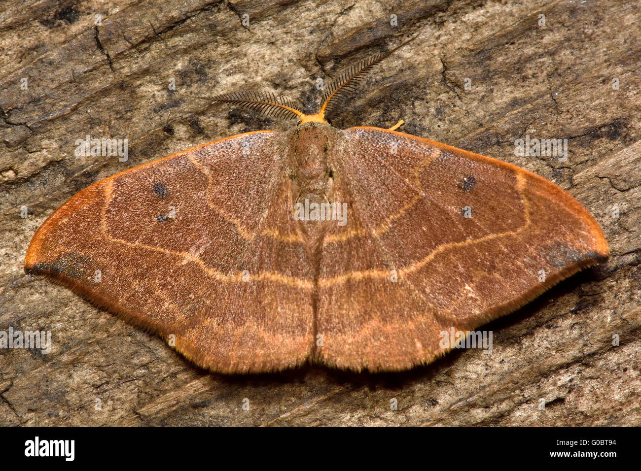 Crochet chêne-tip (Watsonalla binaire) papillon. Dans la famille des Drepanidae, au repos. L'espèce est nommée d'après la forme caractéristique Banque D'Images