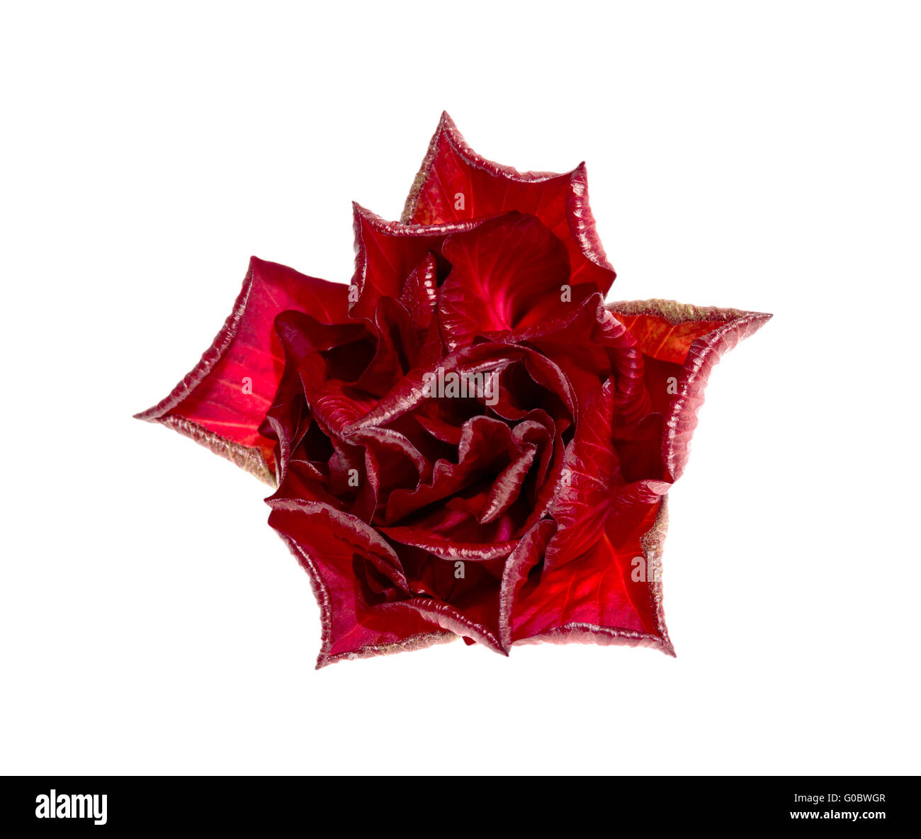 Une rose rouge isolé sur fond blanc Banque D'Images