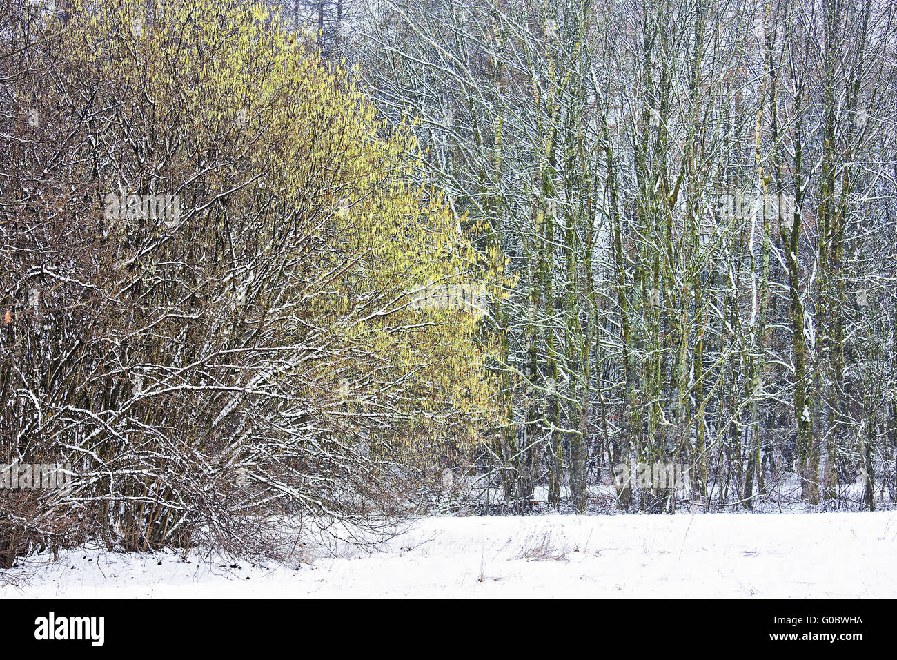 Forêt de Fleurs de noisetier en hiver Banque D'Images