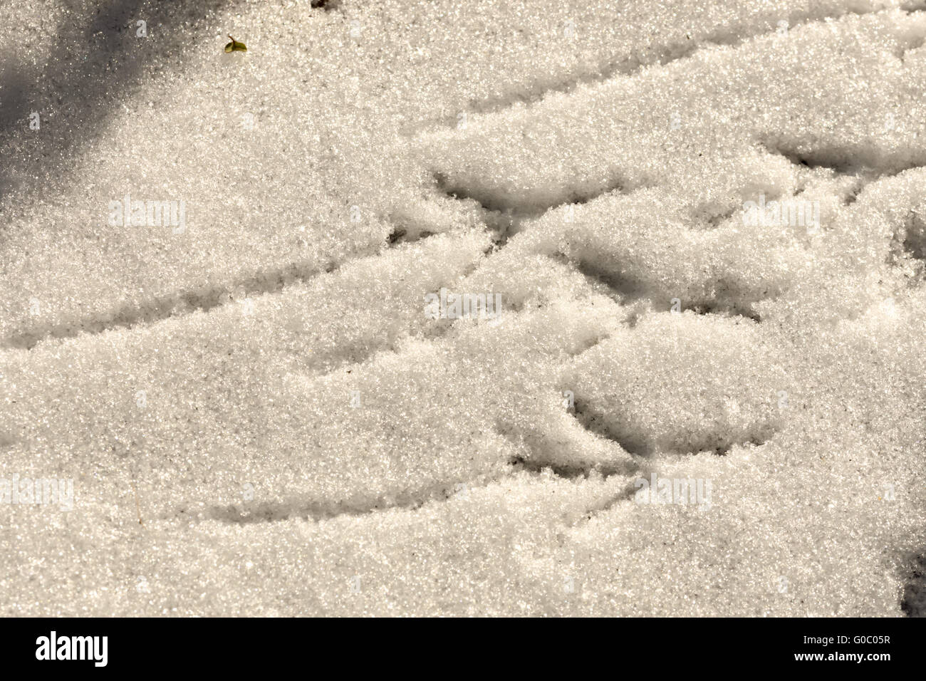 Des empreintes de pas d'oiseaux dans la neige Banque D'Images