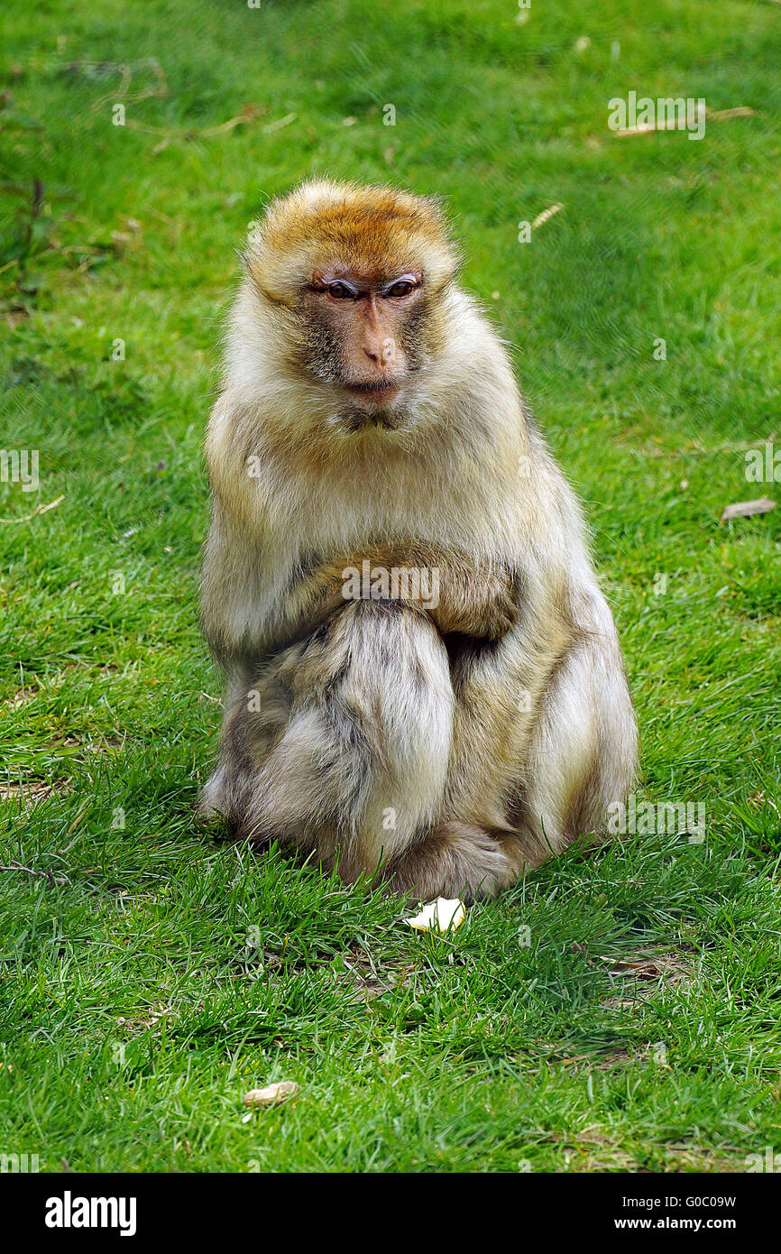 Macaques de Barbarie (Macaca sylvanus) à Folly Farm, près de Fort William de Galles du Sud Banque D'Images