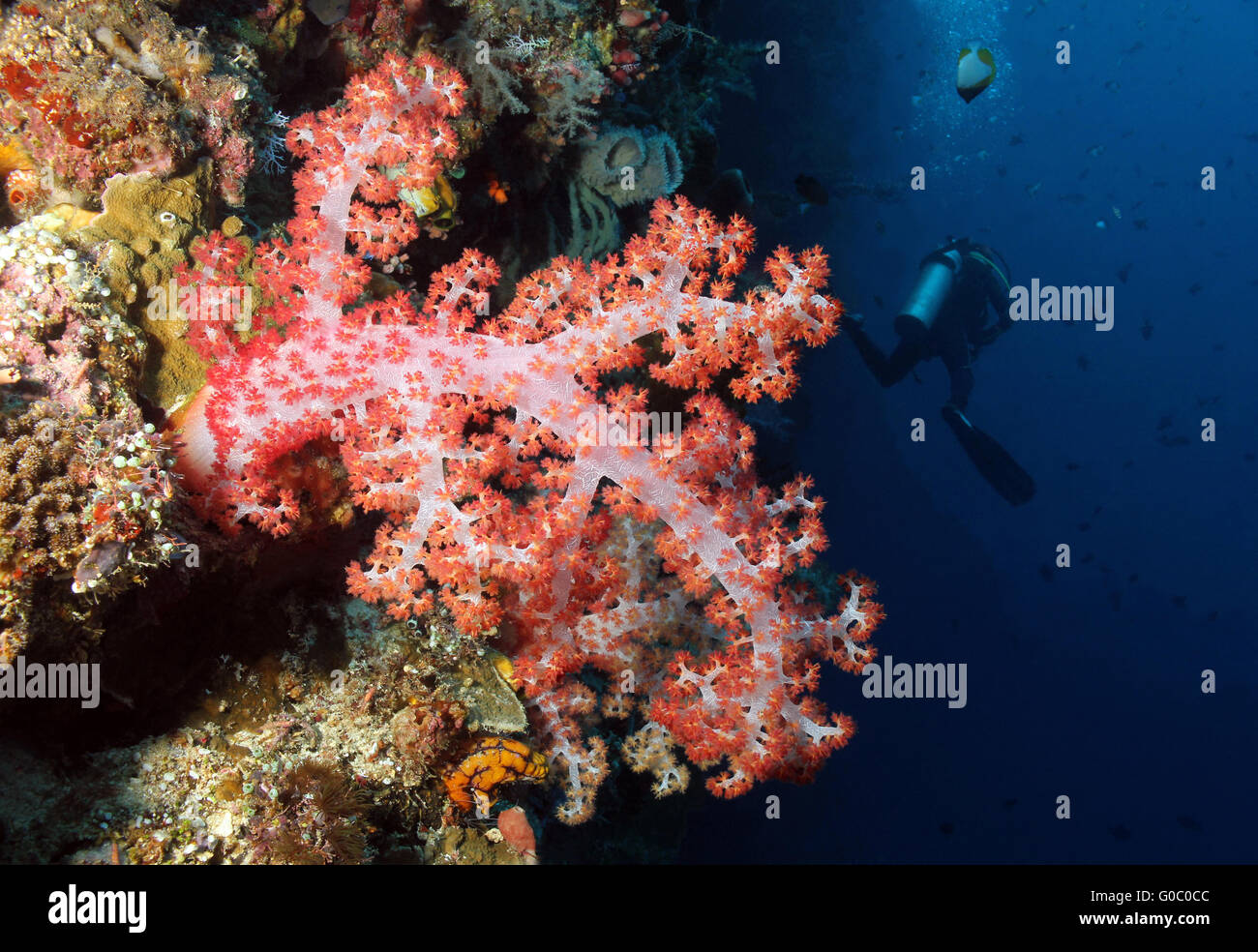 Plongée sur tombant de corail Banque D'Images