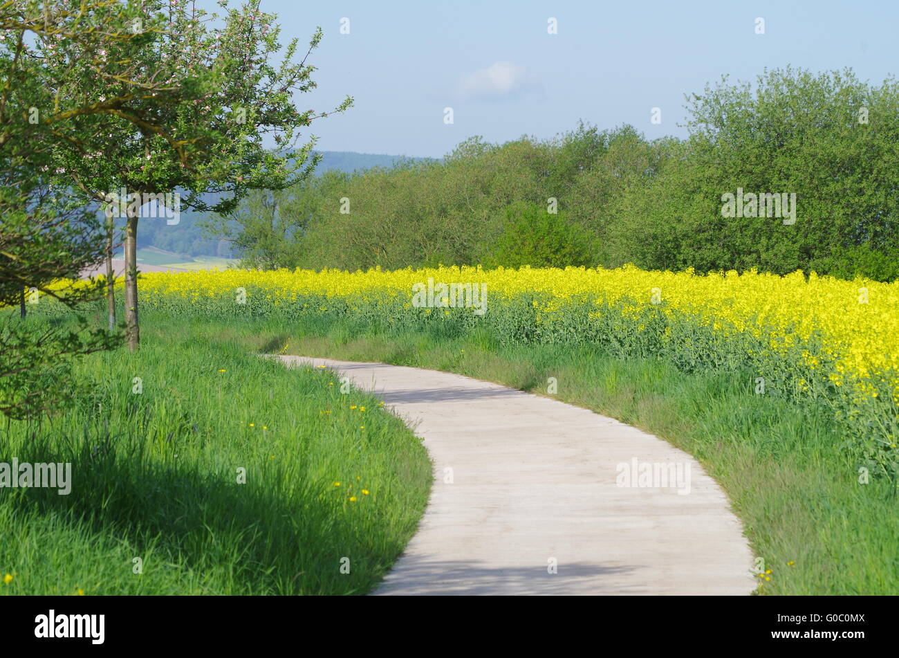 Une piste cyclable fait baisser dans un champ de colza. Banque D'Images