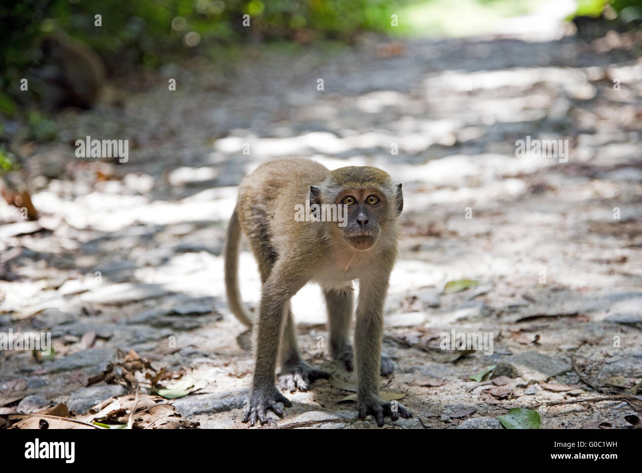 Macaque à longue queue (Macaca fascicularis) Banque D'Images