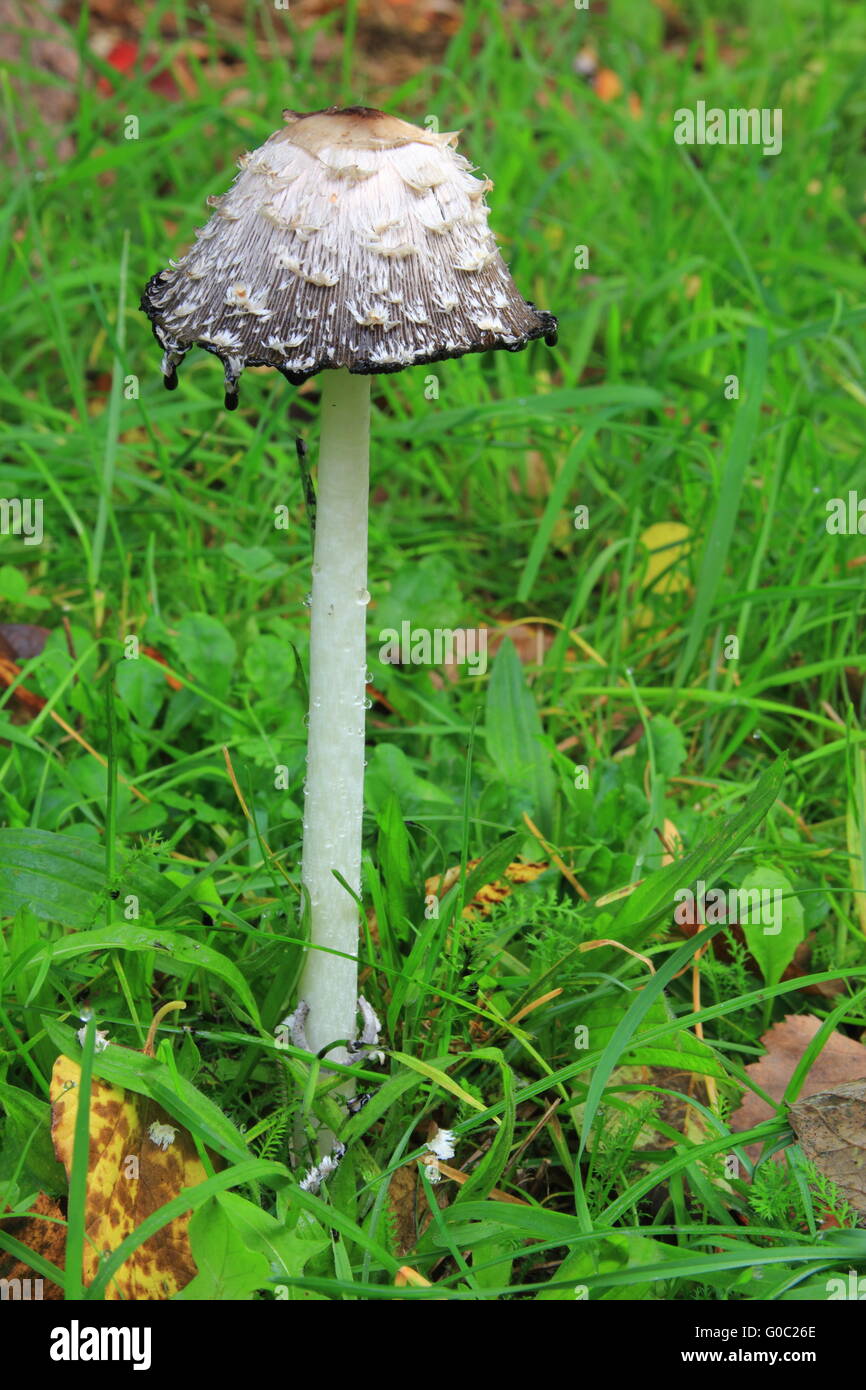 Shaggy (Coprinus comatus cap d'encre) Banque D'Images
