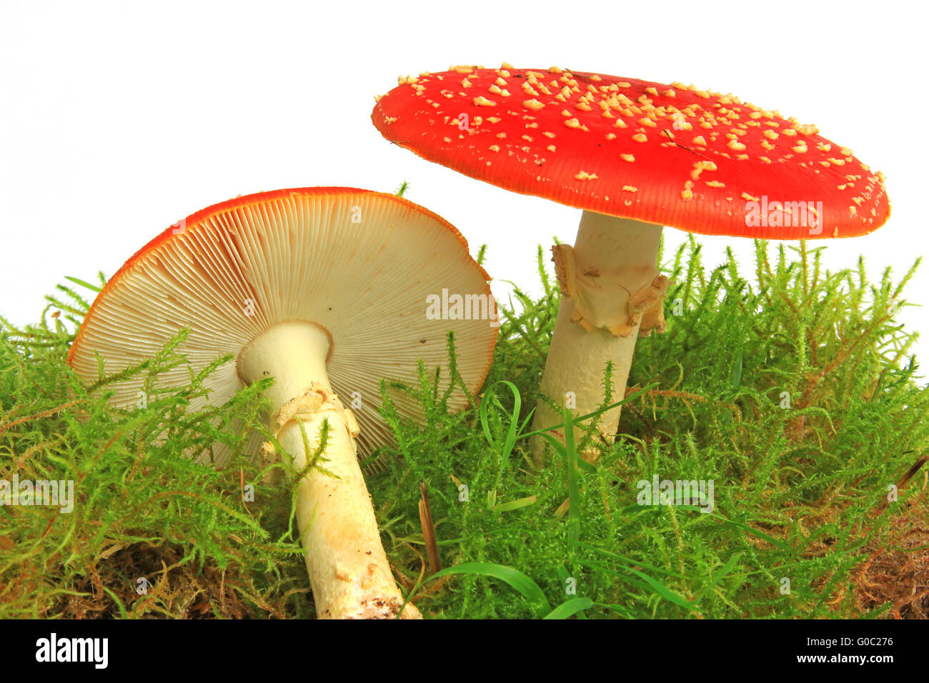 Agaric Fly champignons (Amanita muscaria) Banque D'Images