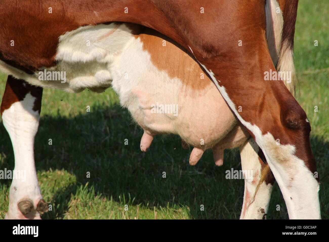 Le pis d'une vache Banque D'Images