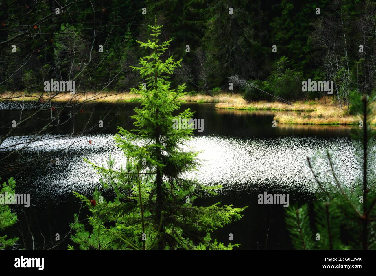 Sur le lac Herrenwieser Forêt Noire Allemagne soft Banque D'Images