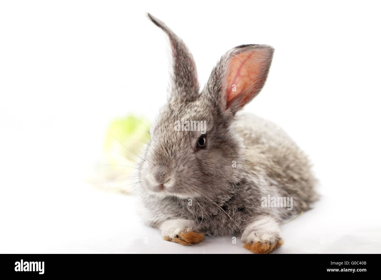 Mignon lapin gris isolé sur fond blanc Banque D'Images