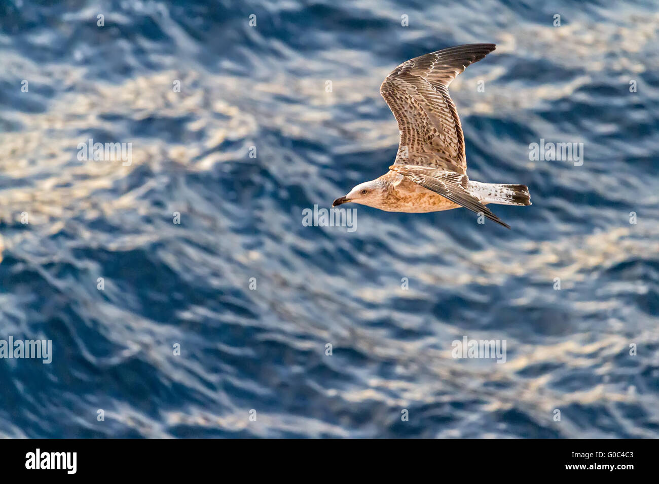 Goéland argenté sur l'eau Monte Carlo Monaco Banque D'Images