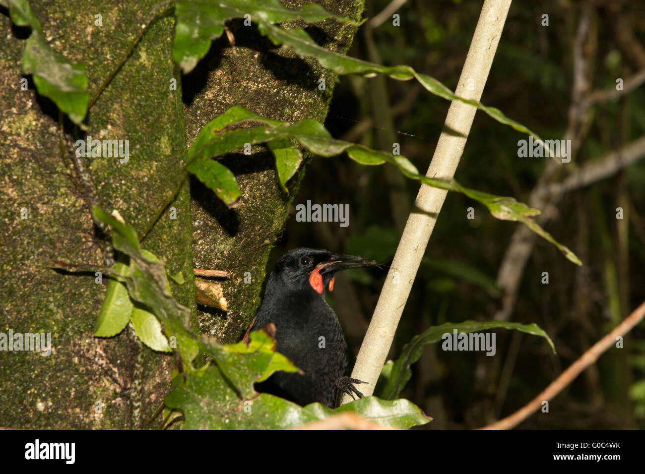 L'Île du Nord saddleback est un wattlebird dans le groupe de passereaux et est endémique de Nouvelle-Zélande. Banque D'Images