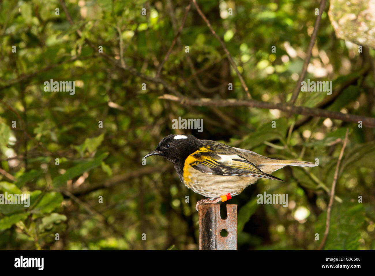 L'stitchbird Notiomystis cincta ou hihi (rare) est un passereau endémique de l'île Nord de la Nouvelle-Zélande. Banque D'Images
